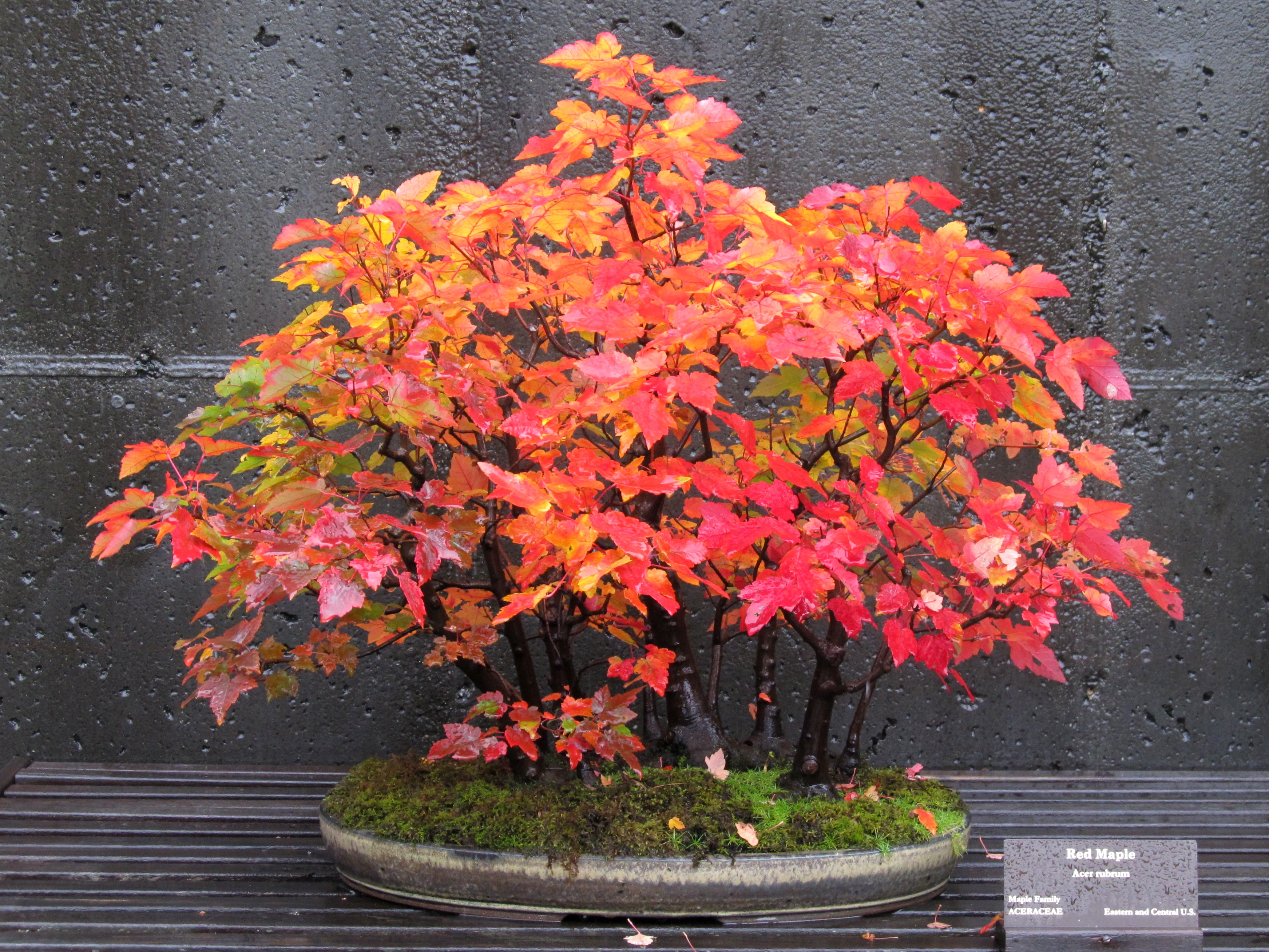 red leaves on a bonsai tree
