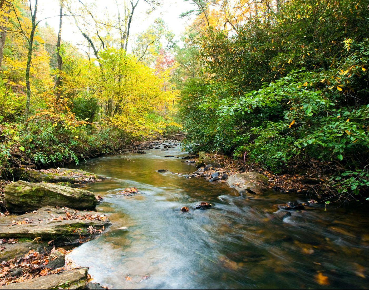 river flowing through the forest