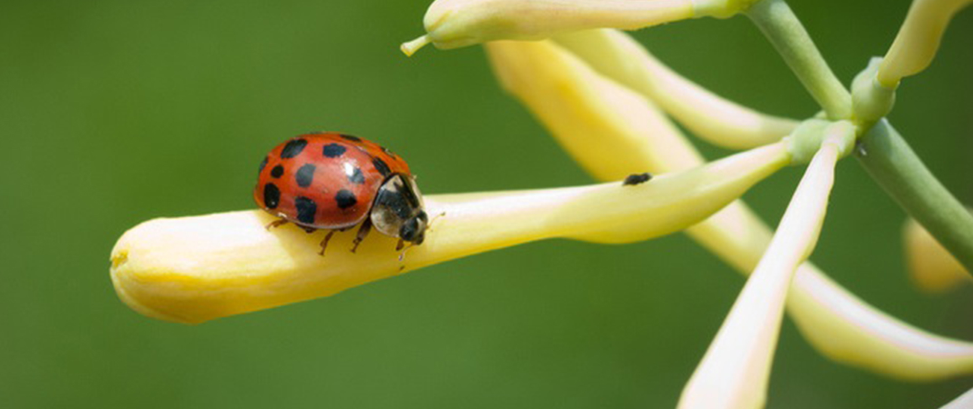ladybeetle on a flower bud