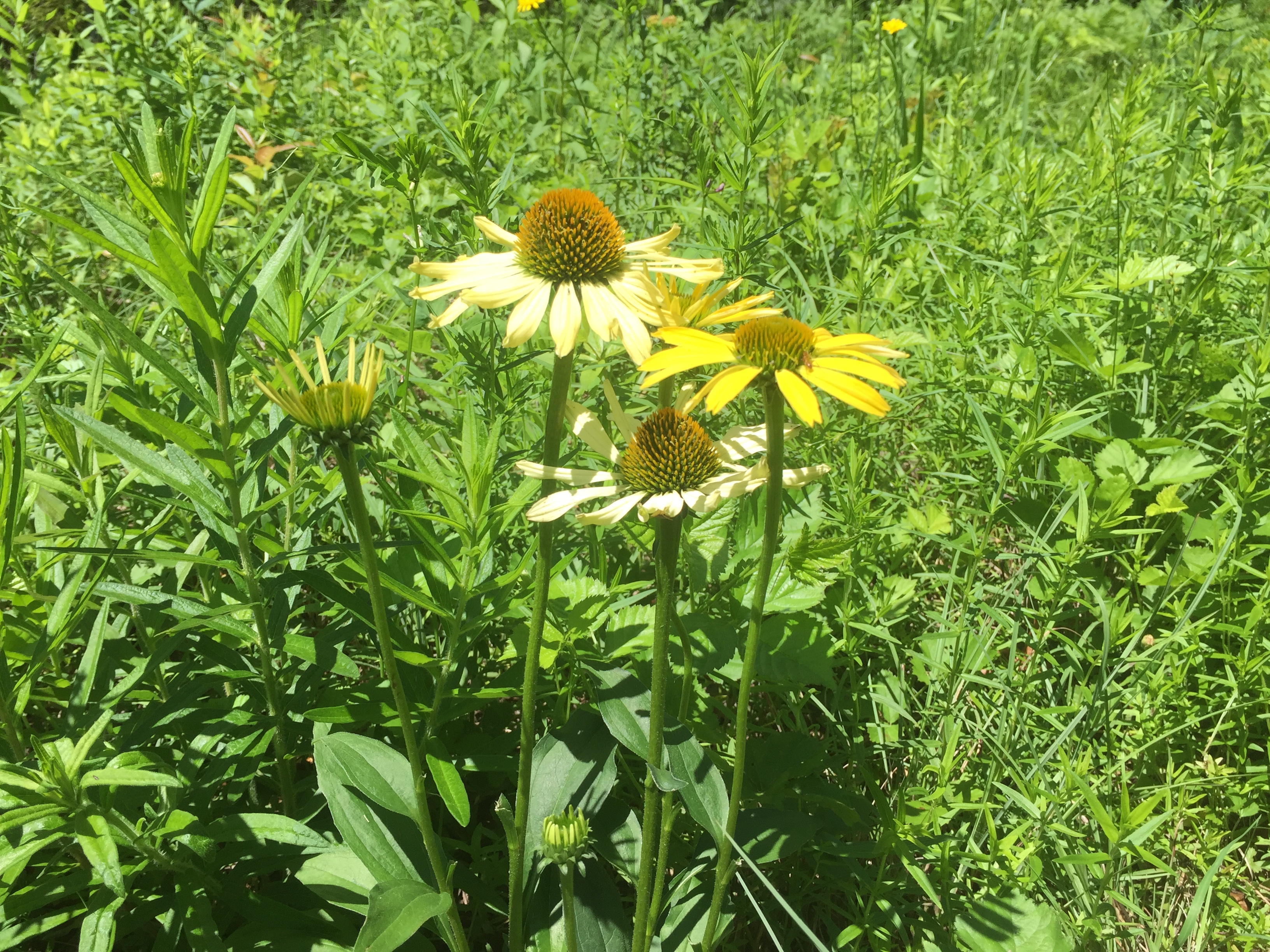 white coneflowers