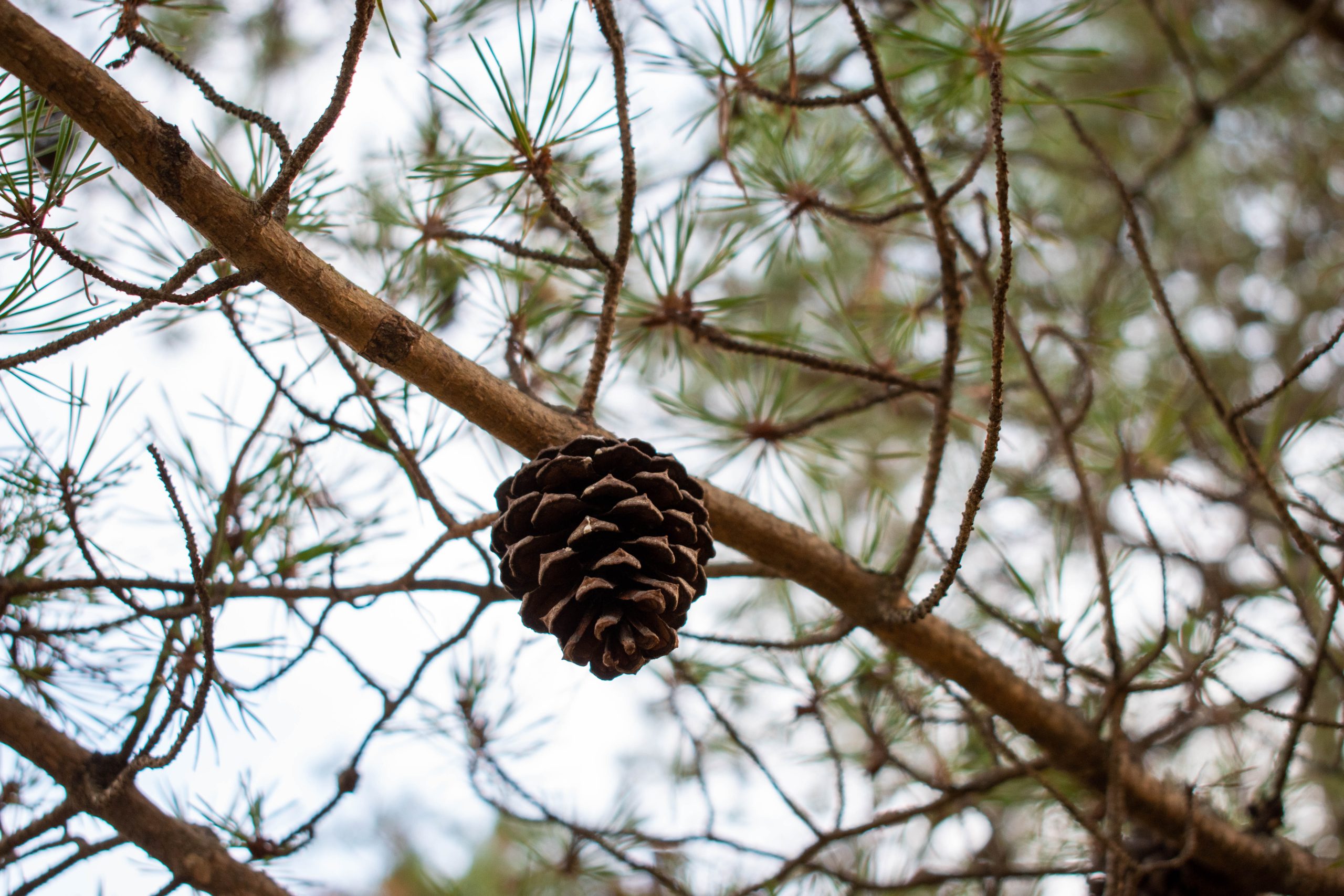 pine cone on a pine tree
