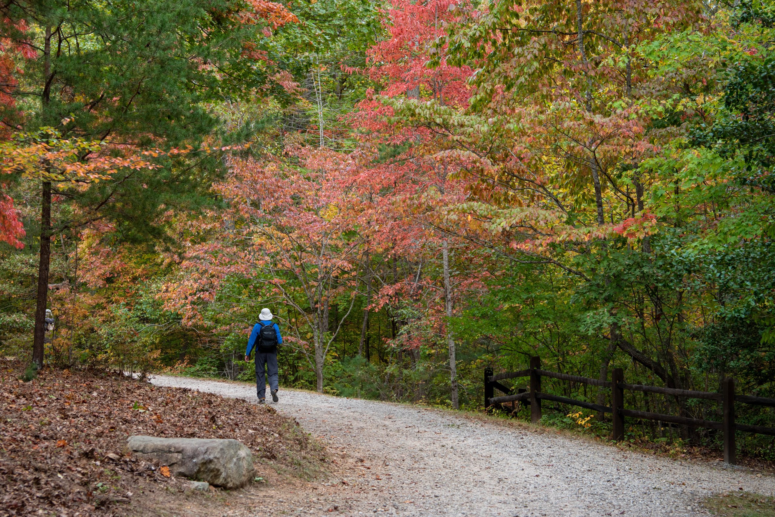 Person walking on gravel trail surrounded by fall leaves on tress