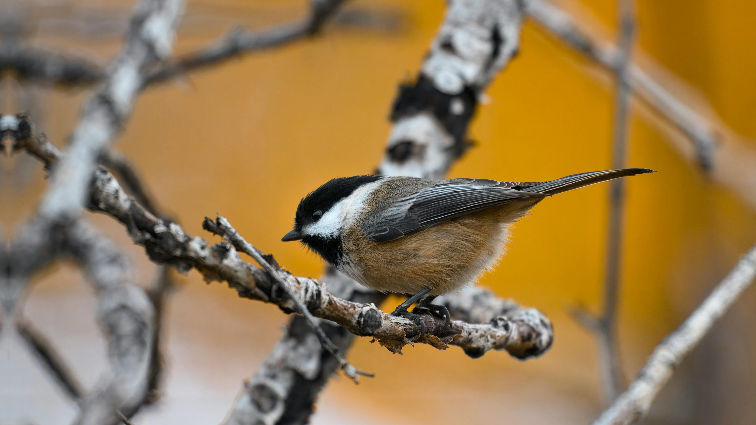 bird on a branch
