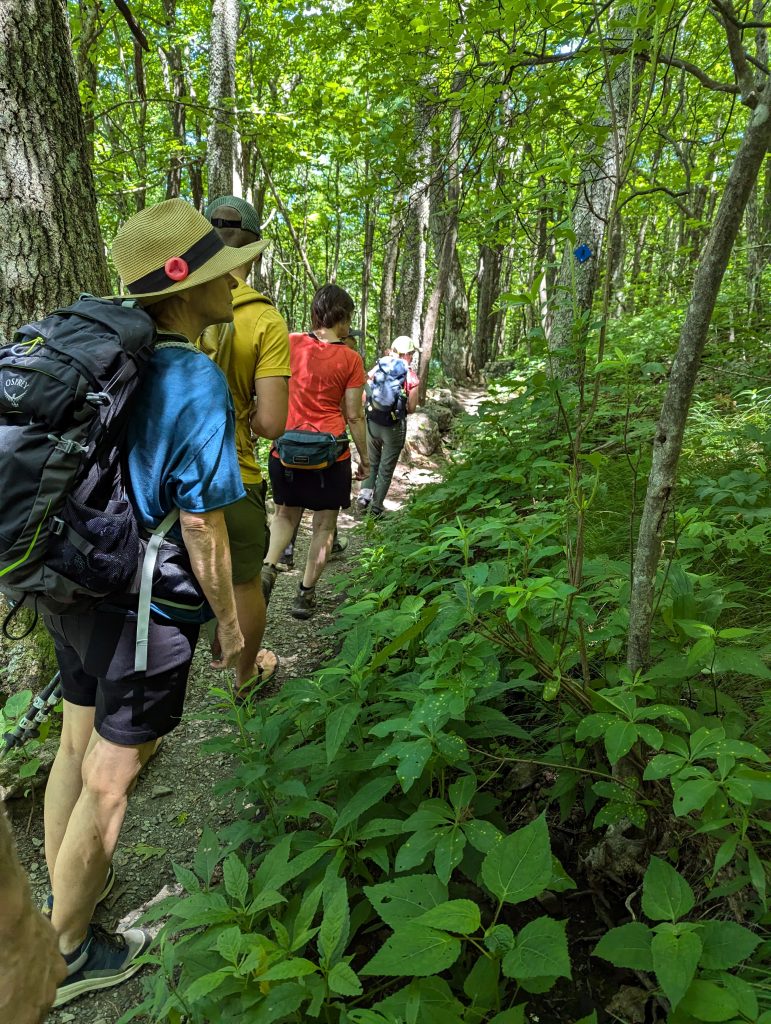 hike at elk knob Shaded Woodland Path