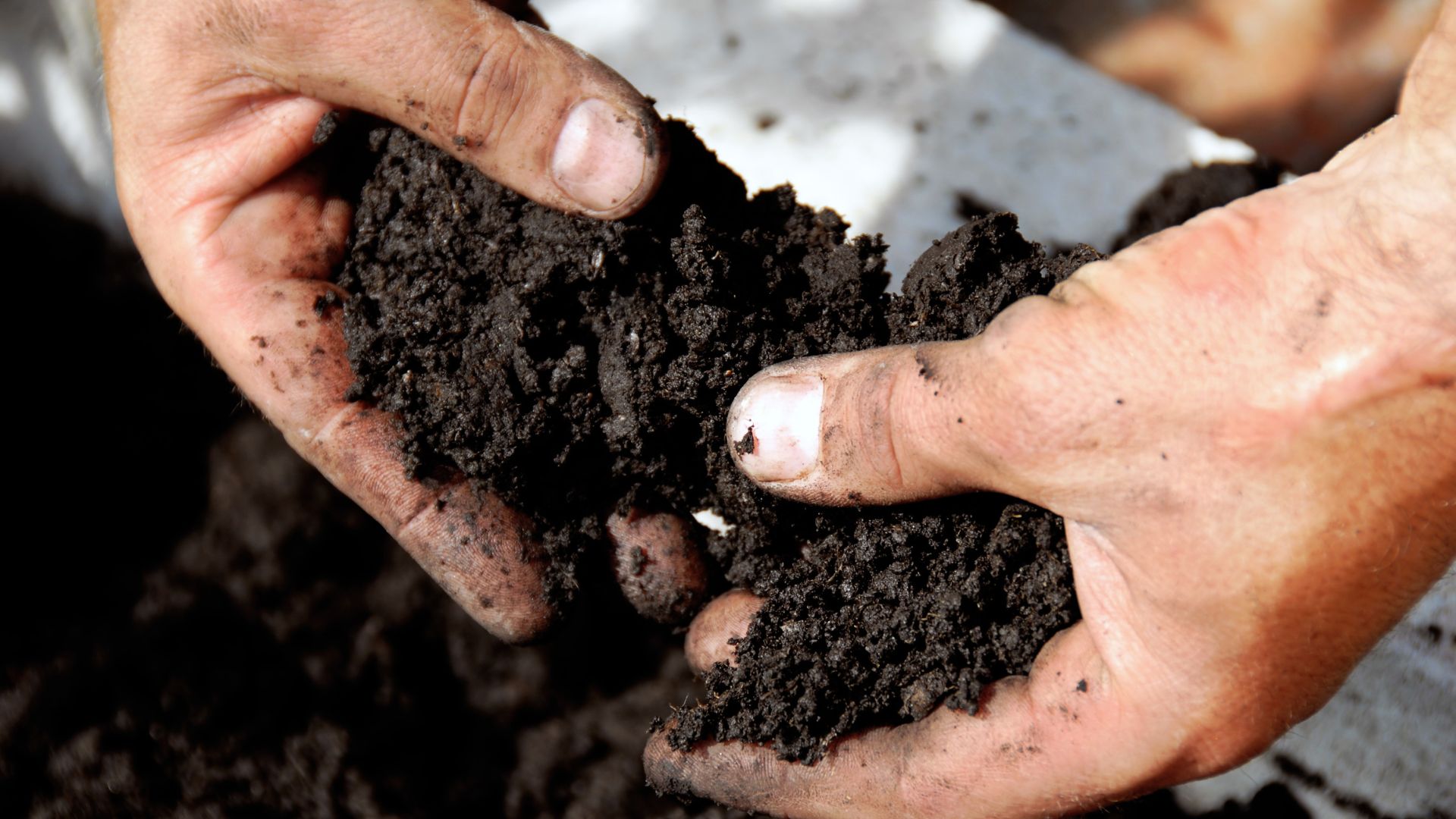 hands holding rich soil
