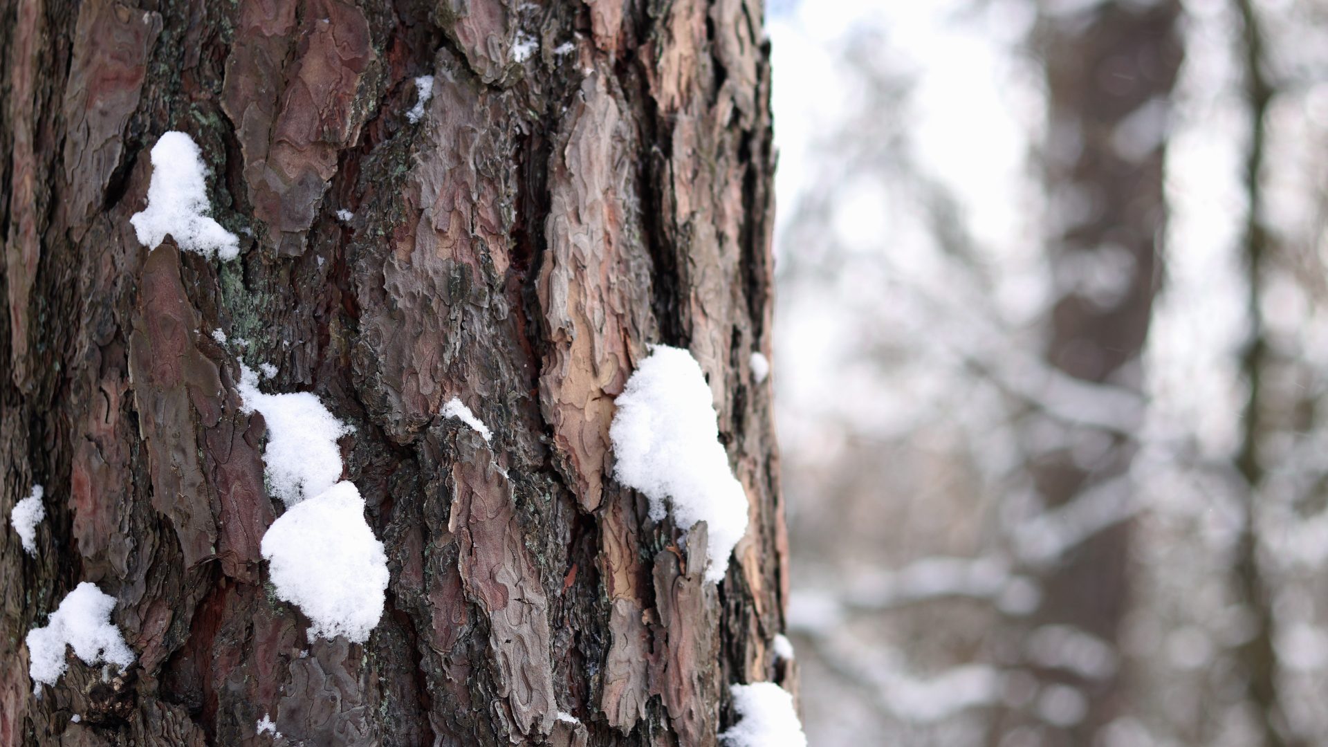 tree bark with snow on it