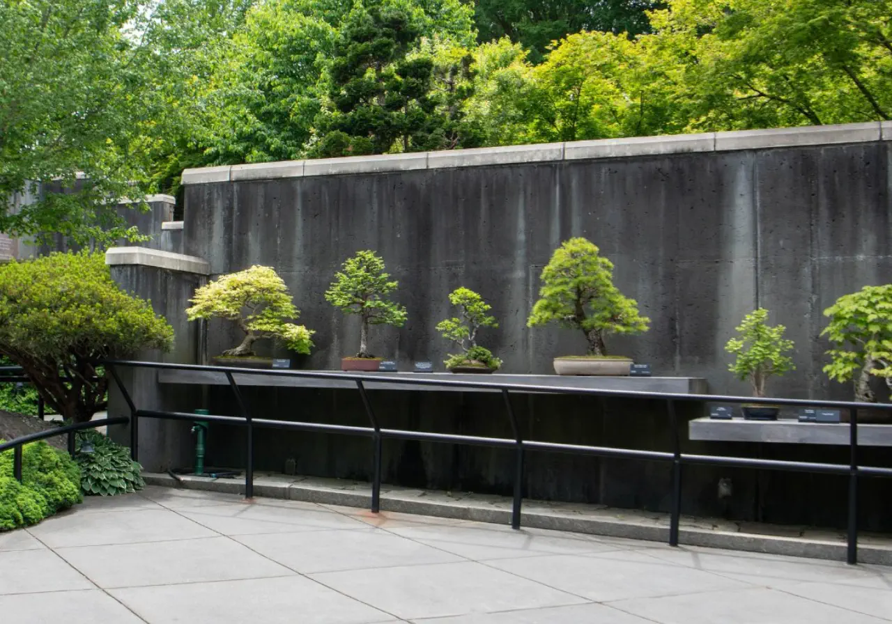 Bonsai Garden wall
