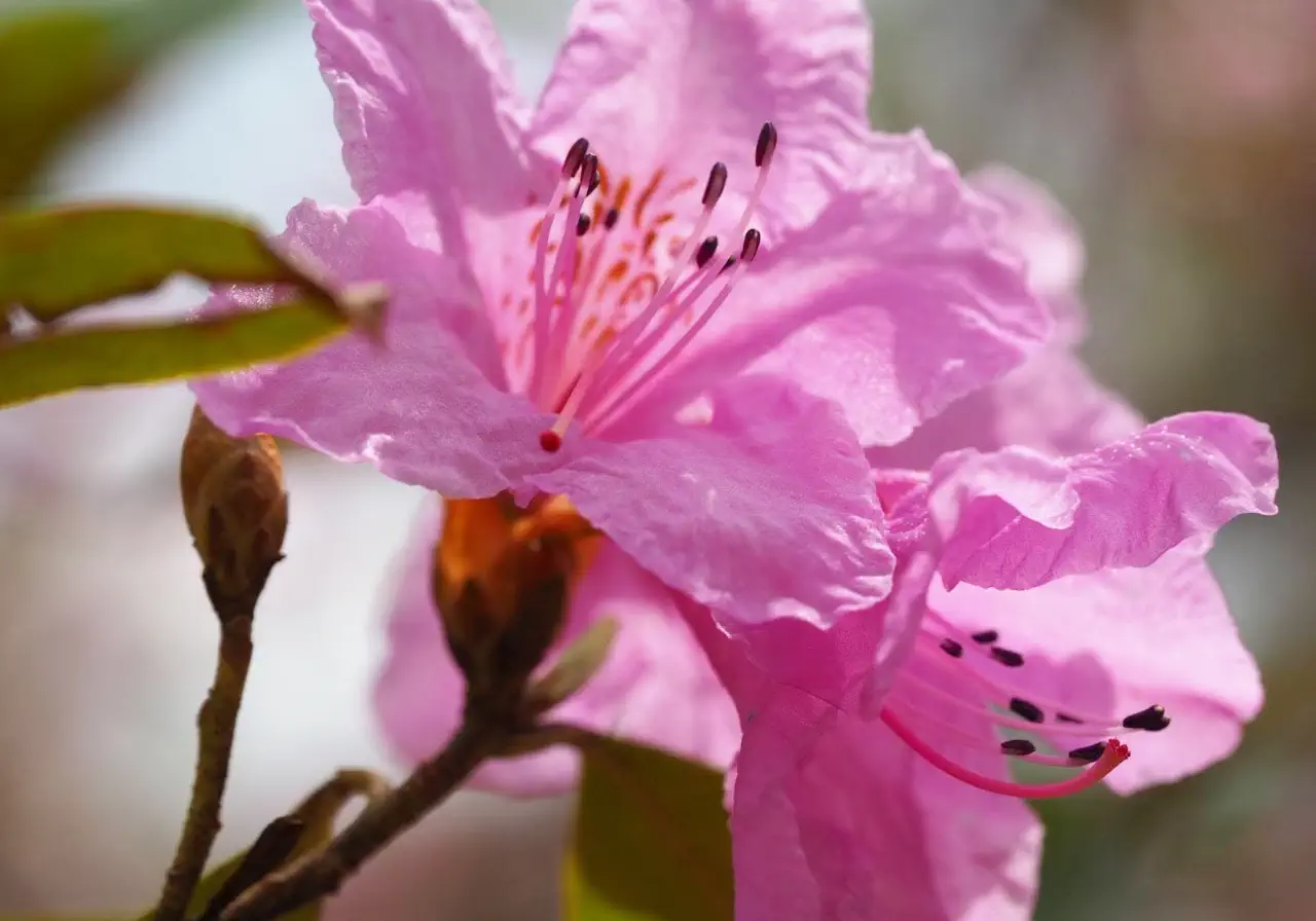 azalea