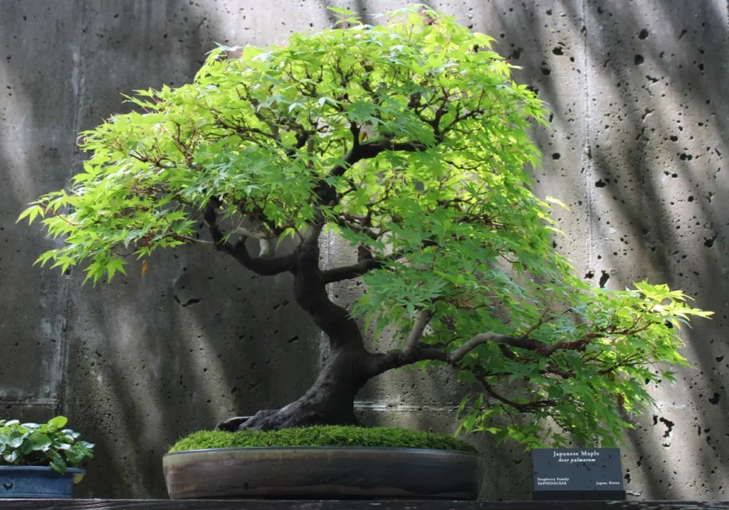 bonsai tree