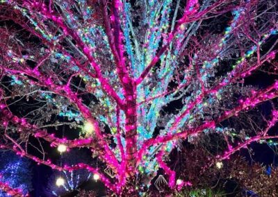 Tree wrapped in pink and blue holiday lights