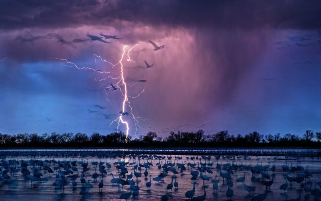 National Geographic: The Greatest Wildlife Photographs