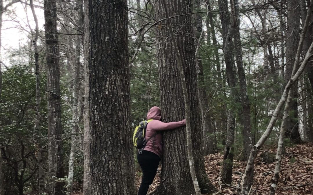 Forest Bathing Retreat: New Year in Nature