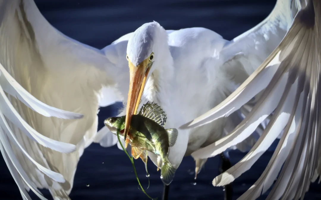 George Masa Foundation 2026 Youth Conservation Photography Prize Exhibition