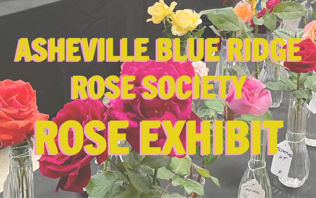 Asheville Blue Ridge Rose Society Rose Exhibition