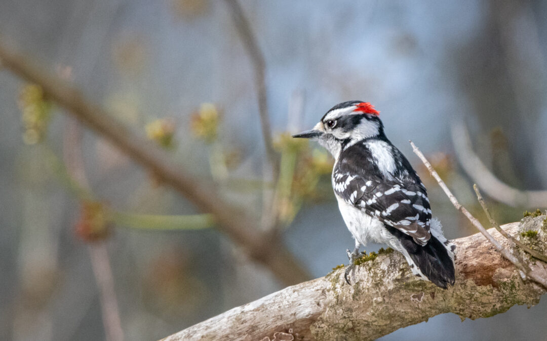 Birding for Beginners