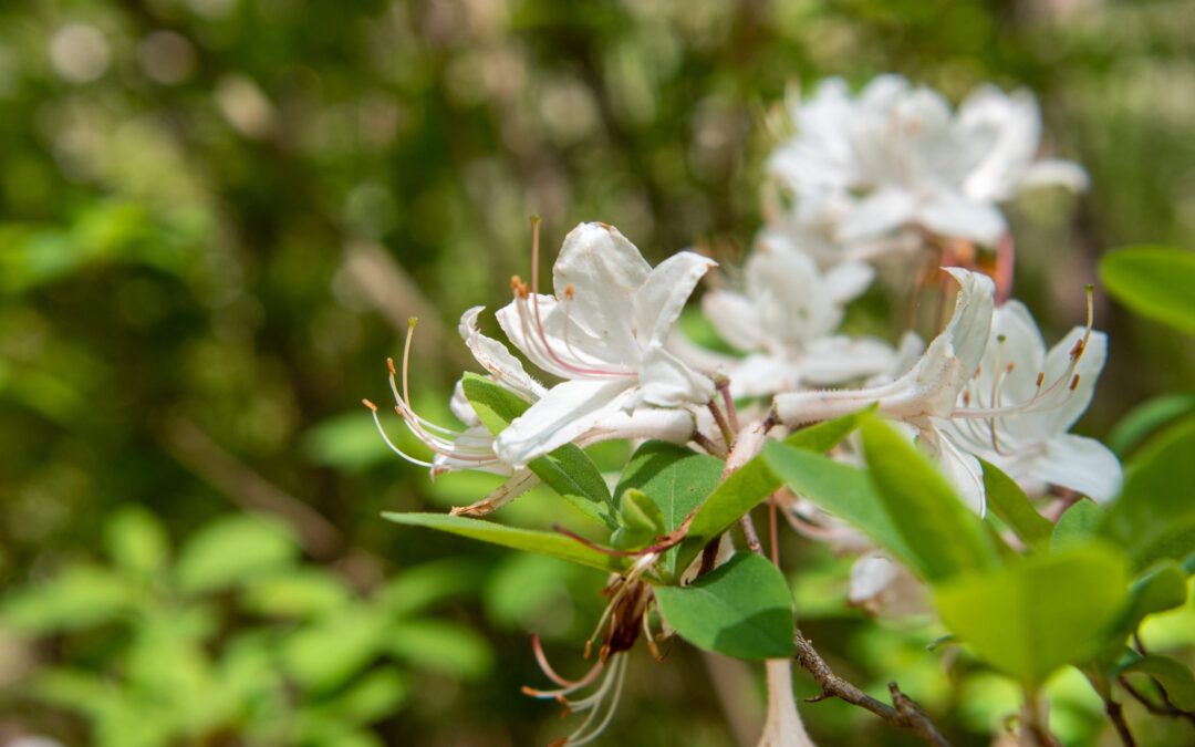 Native Azalea Day