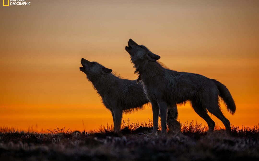 Wolves: Photography by Ronan Donovan