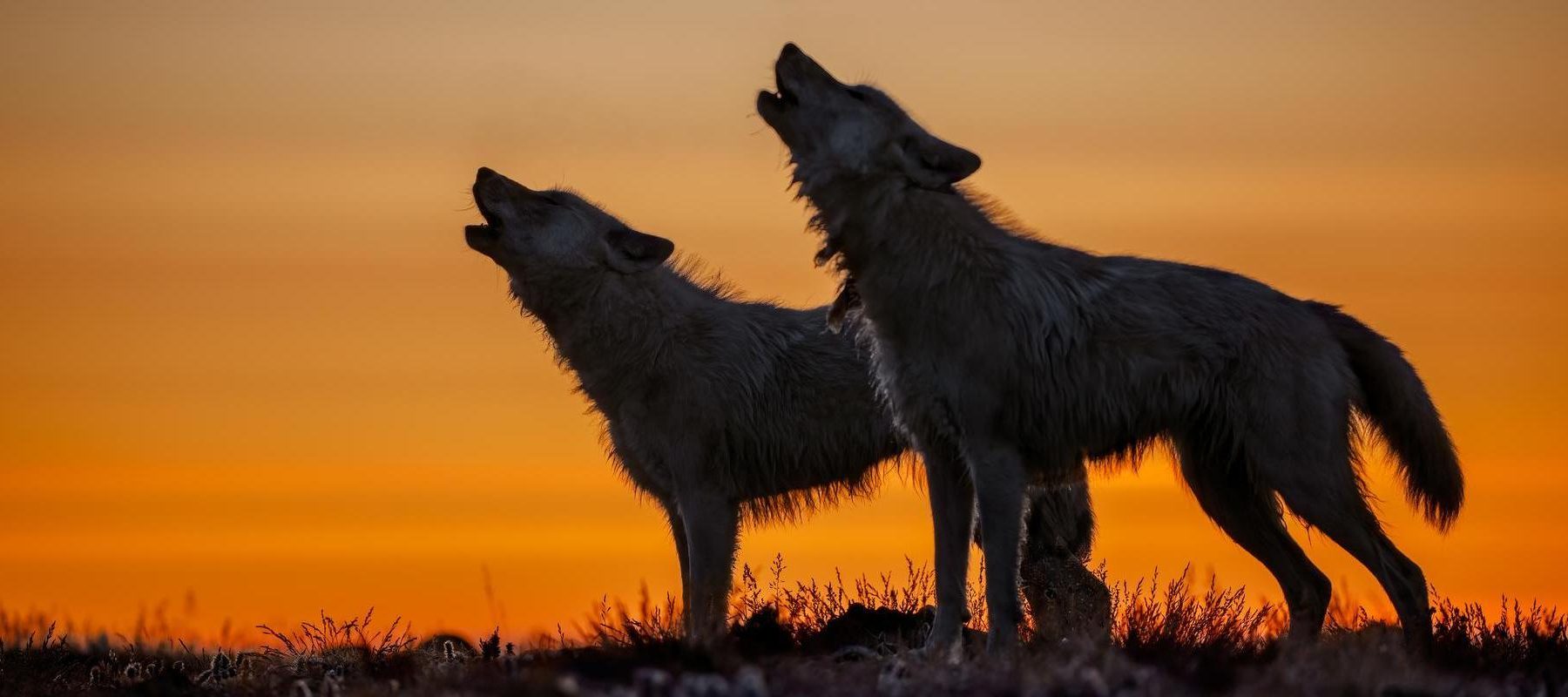 Wolves: Photography by Ronan Donovan