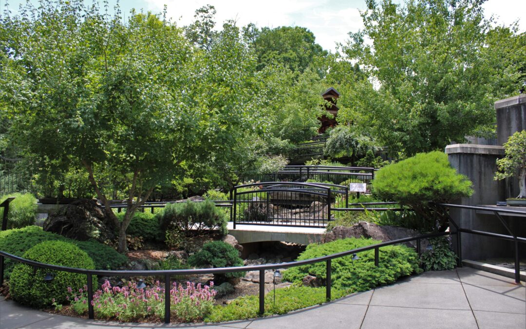 The Arboretum’s Bonsai Exhibition Garden in Summer – Curator’s Talk & Tour