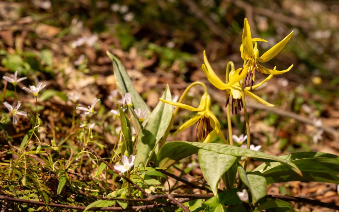 Spring Wildflowers of the NC Arboretum