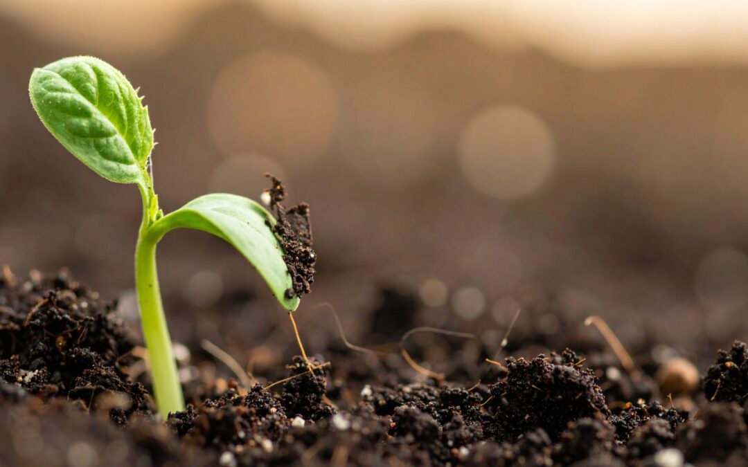 How Plants Grow: A Close Look at Plant Growth and Structures