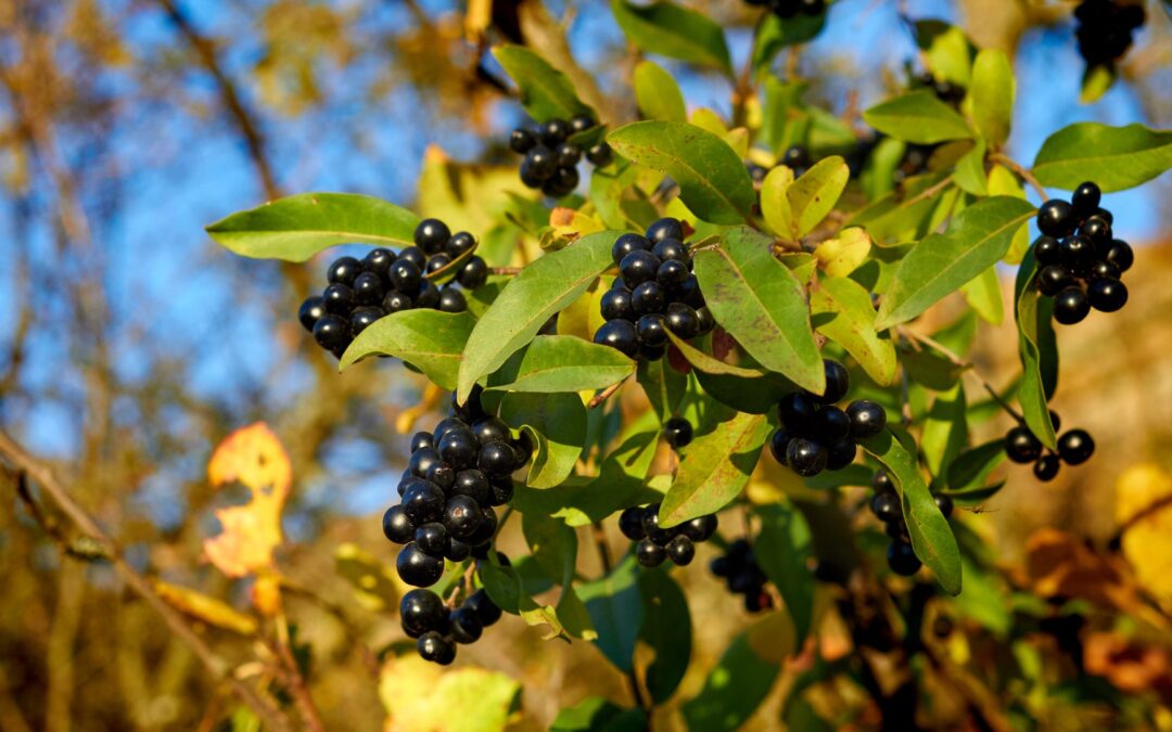 Intro to WNC Invasive Plant ID