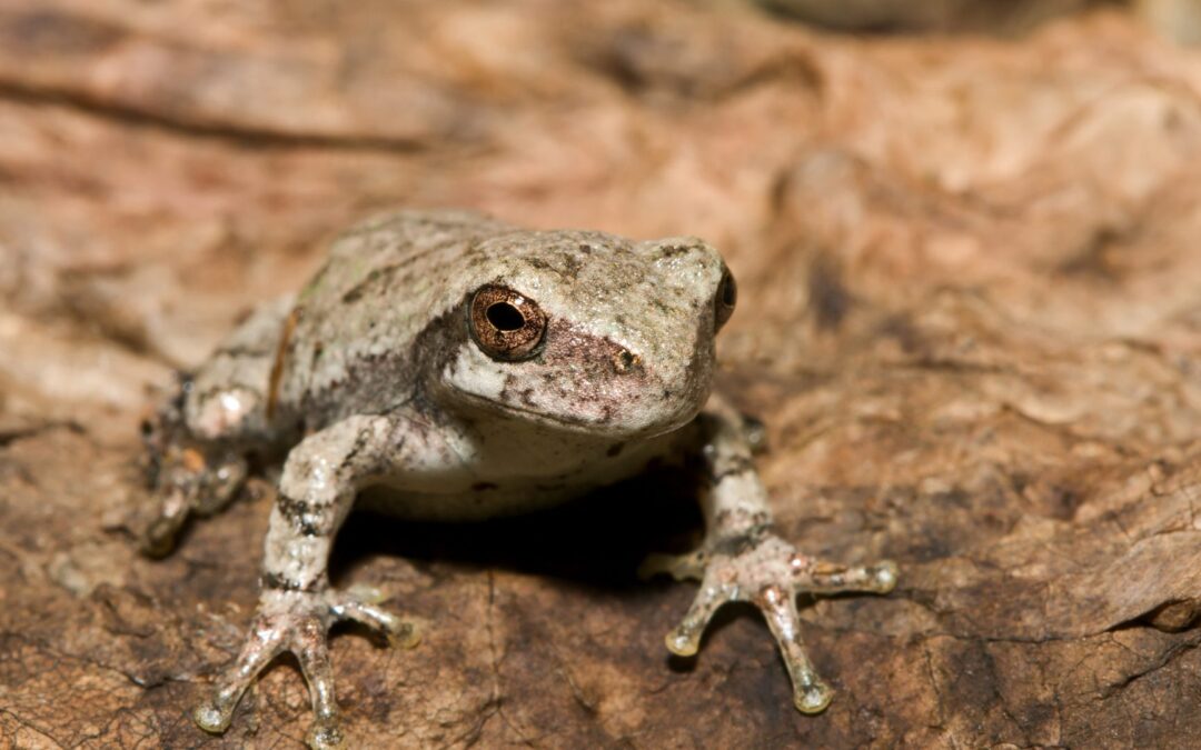 Identifying Regional Frogs by Sight & Sound