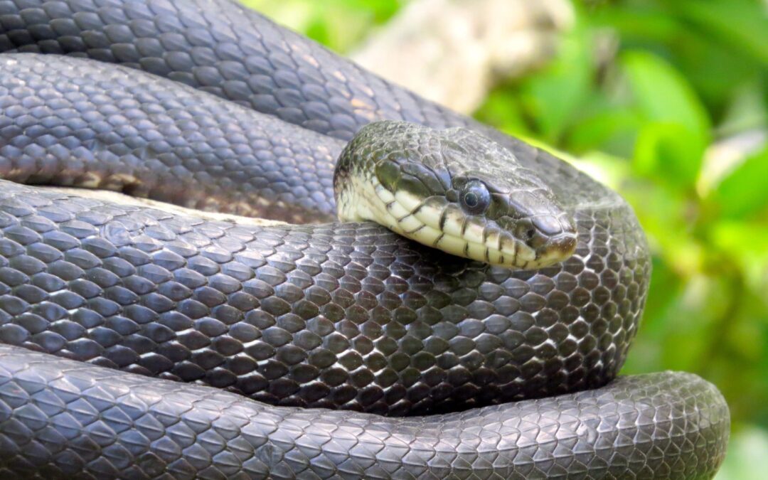 Snakes of the Blue Ridge