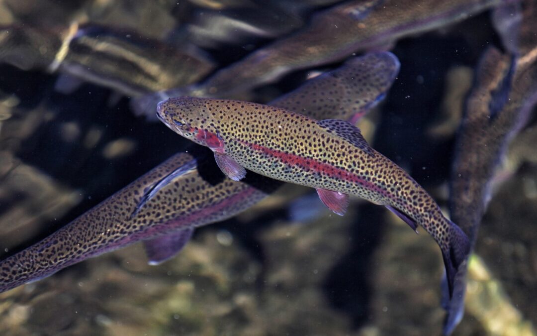 Fishes of the Southern Appalachians