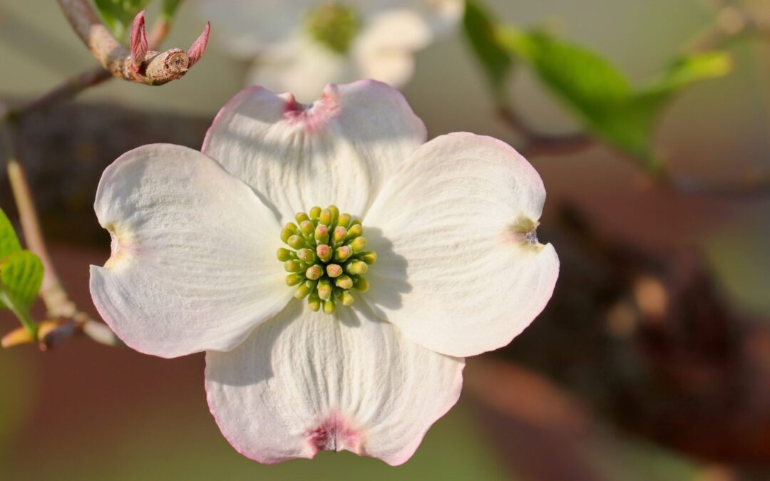 How Plants Respond to Their Environment