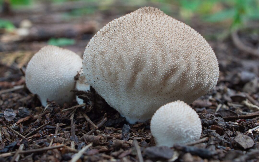 Intro to Mycology: Mushrooms 101