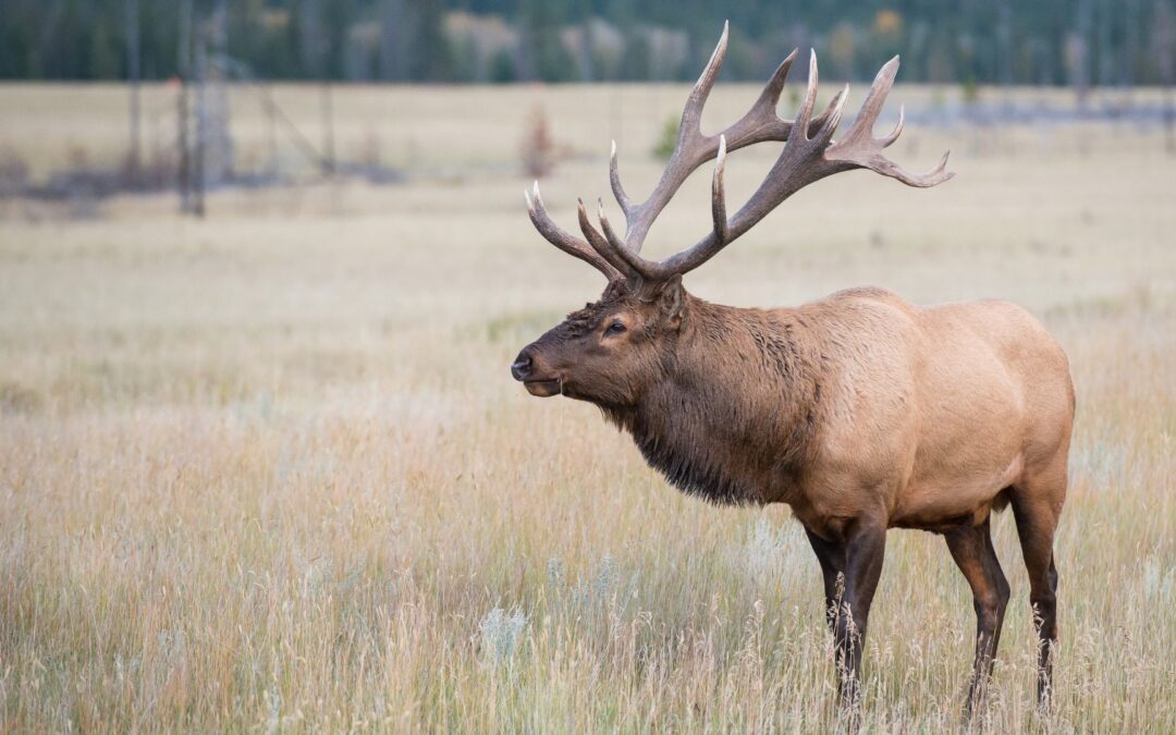 Mammals of the Southern Appalachians