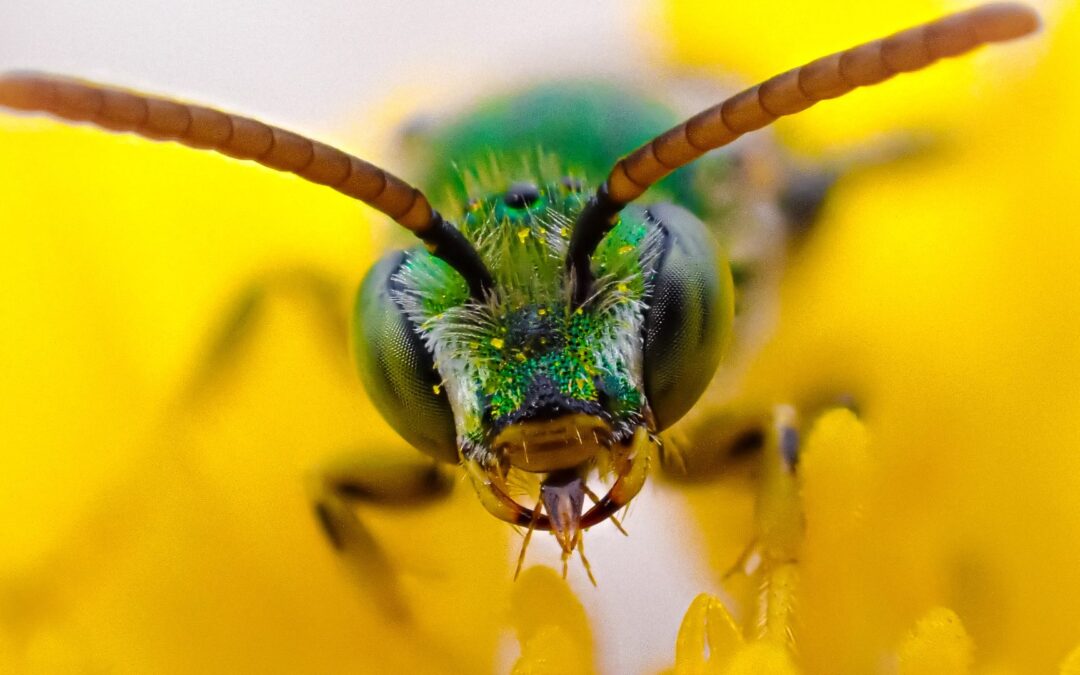Insect Pollinators of the Blue Ridge