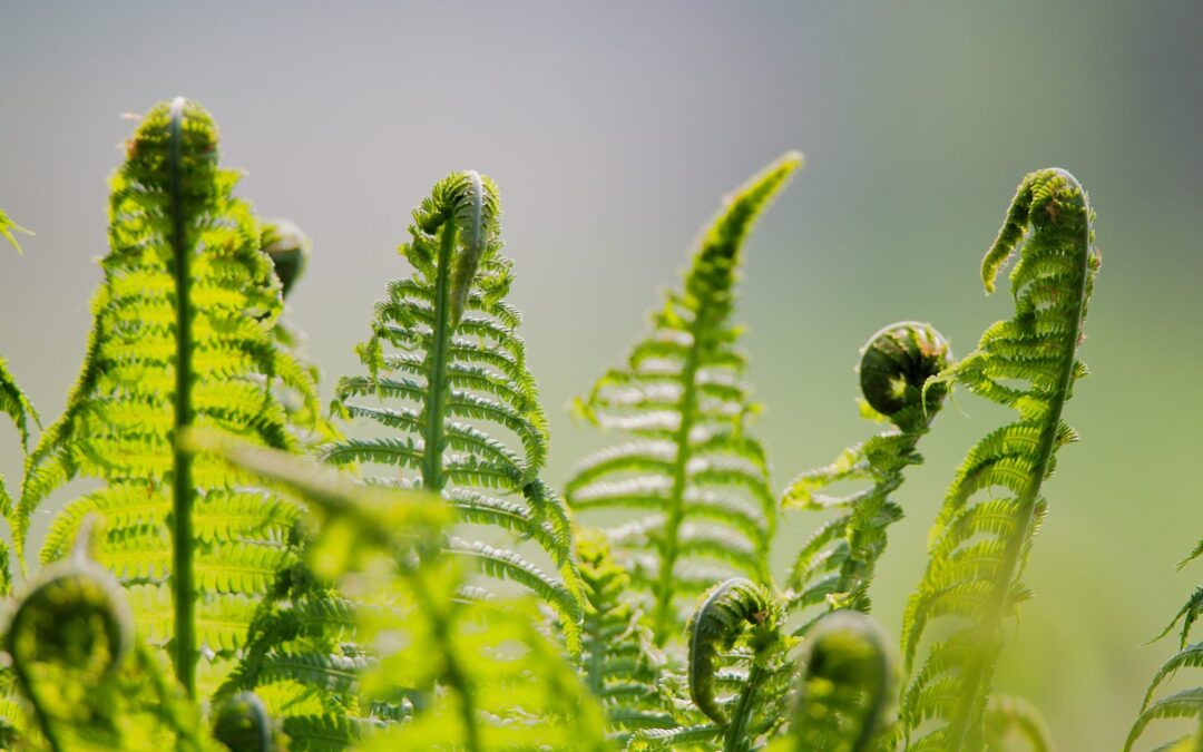 Ferns and Friends