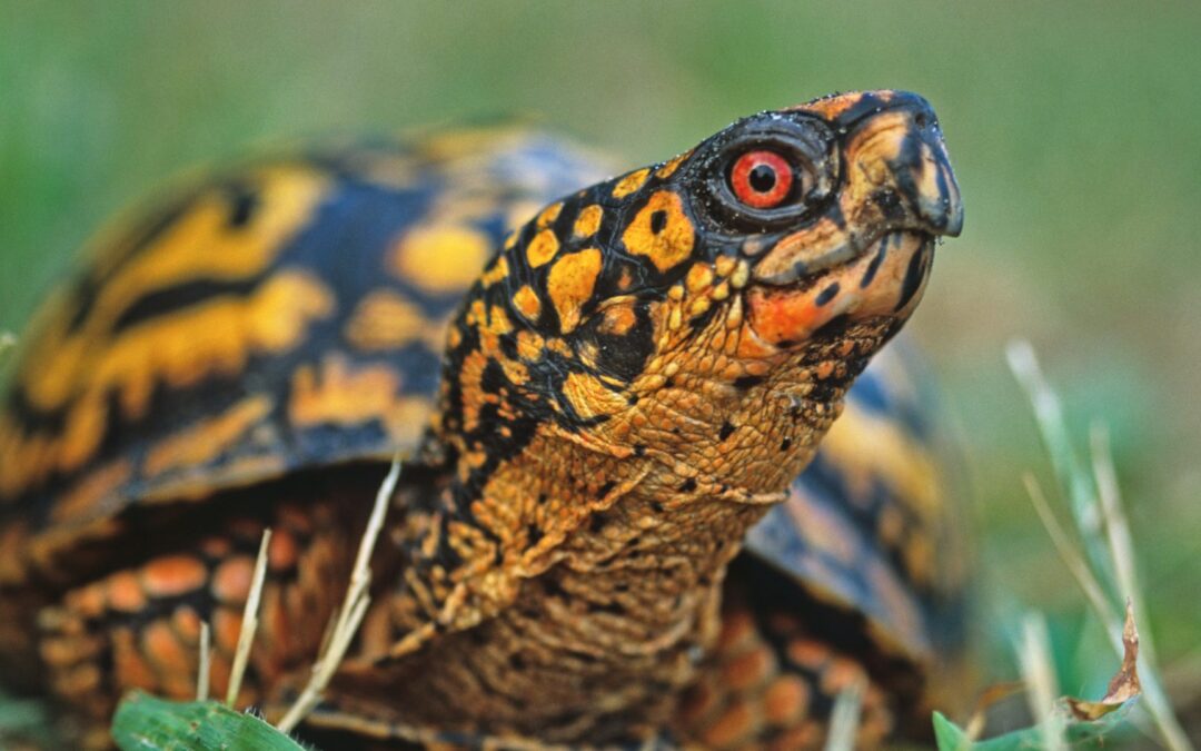 Lunch & Learn: Box Turtle Telemetry Community Science Project at the NC Arboretum