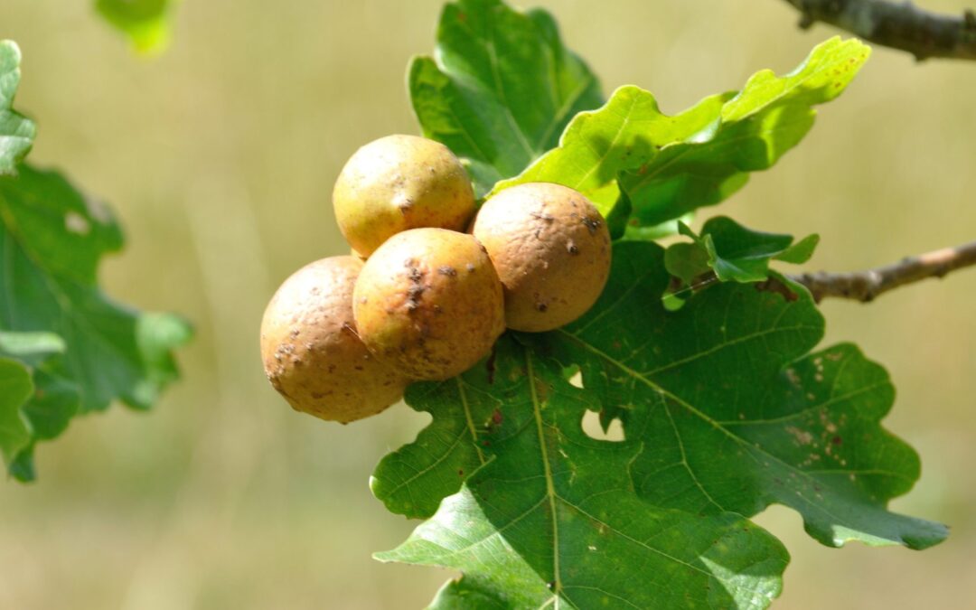 Naturalist Walk and Talk – Galls