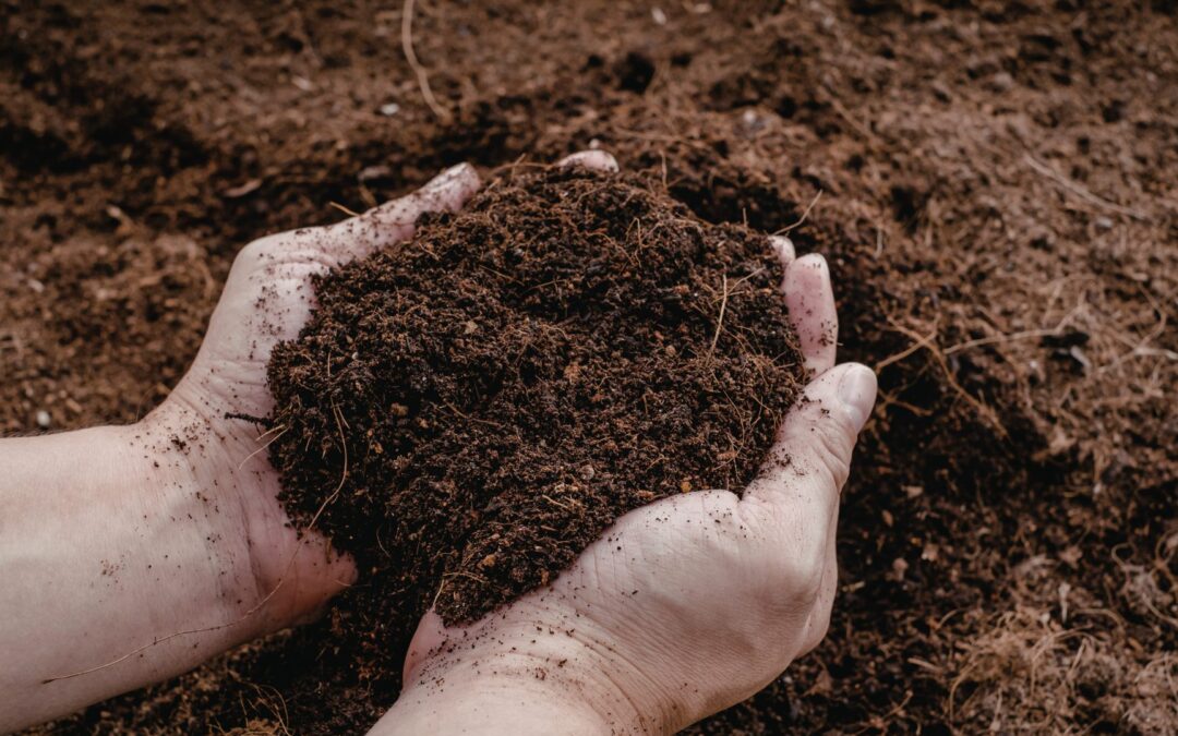 Building Living Soil