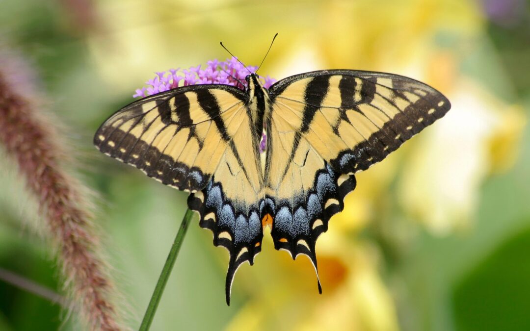 Intro to Butterfly ID