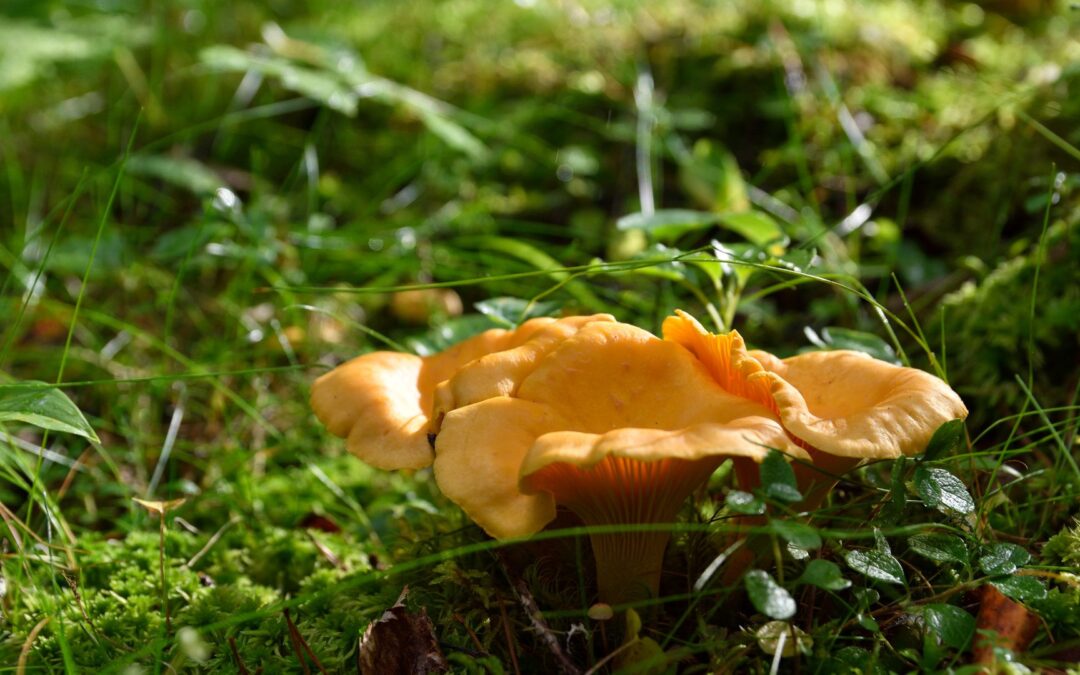 Intro to the Fleshy Fungi of the NC Arboretum