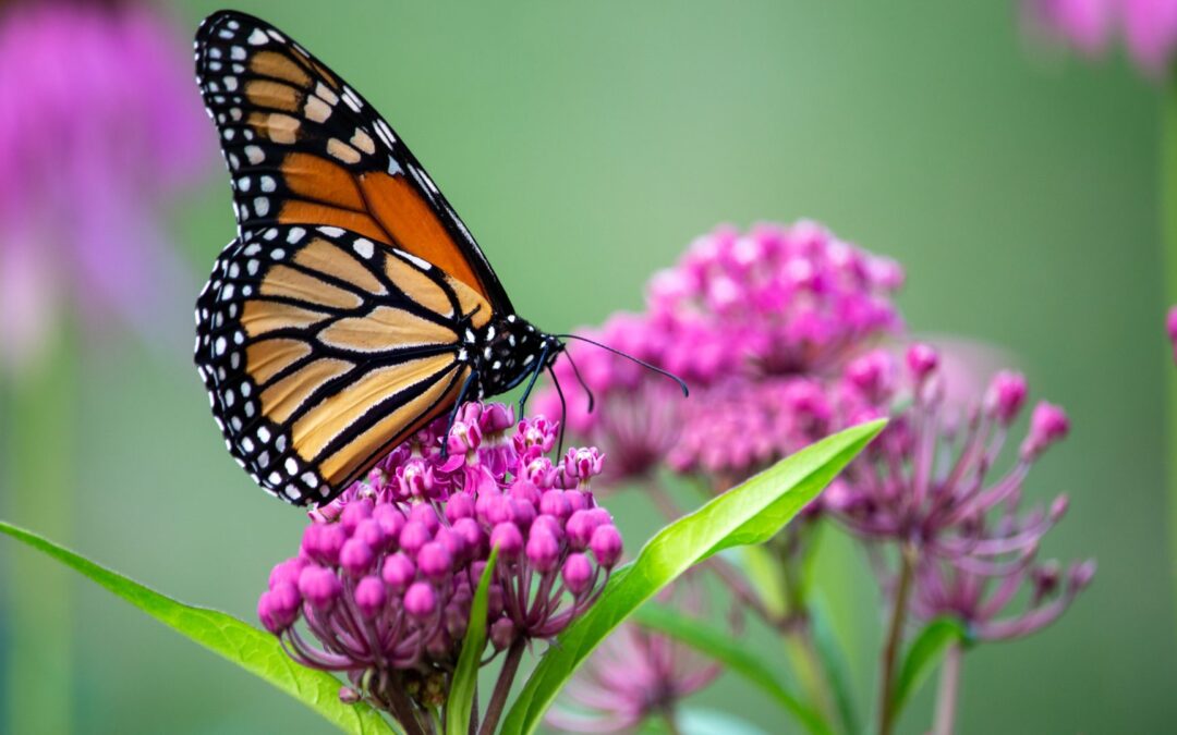 Lunch & Learn: Monarch Monitoring Community Science Project at the NC Arboretum