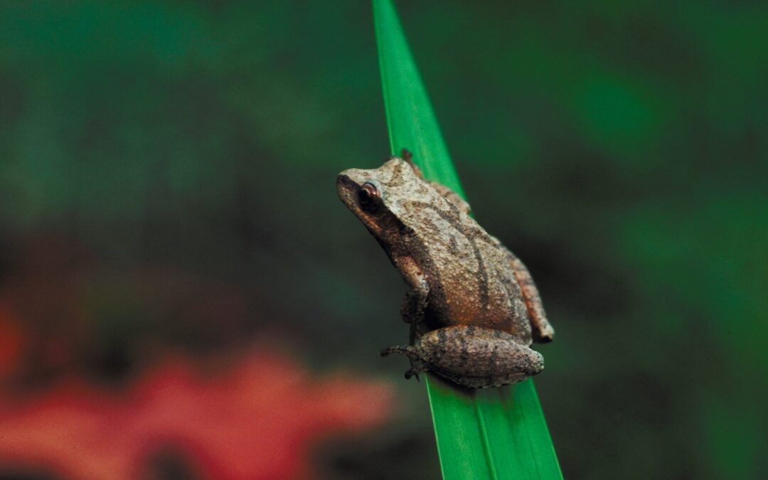 Amphibian Nighttime Search
