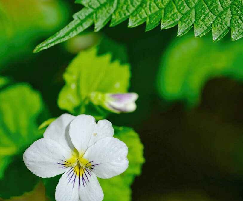 Contemplative Photography & The Enveloping Landscape in Spring