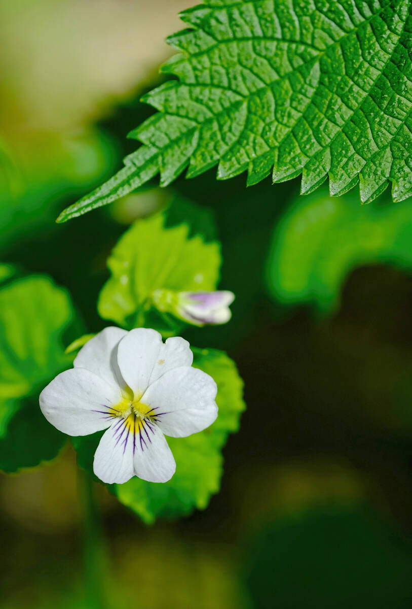Flower and leaf