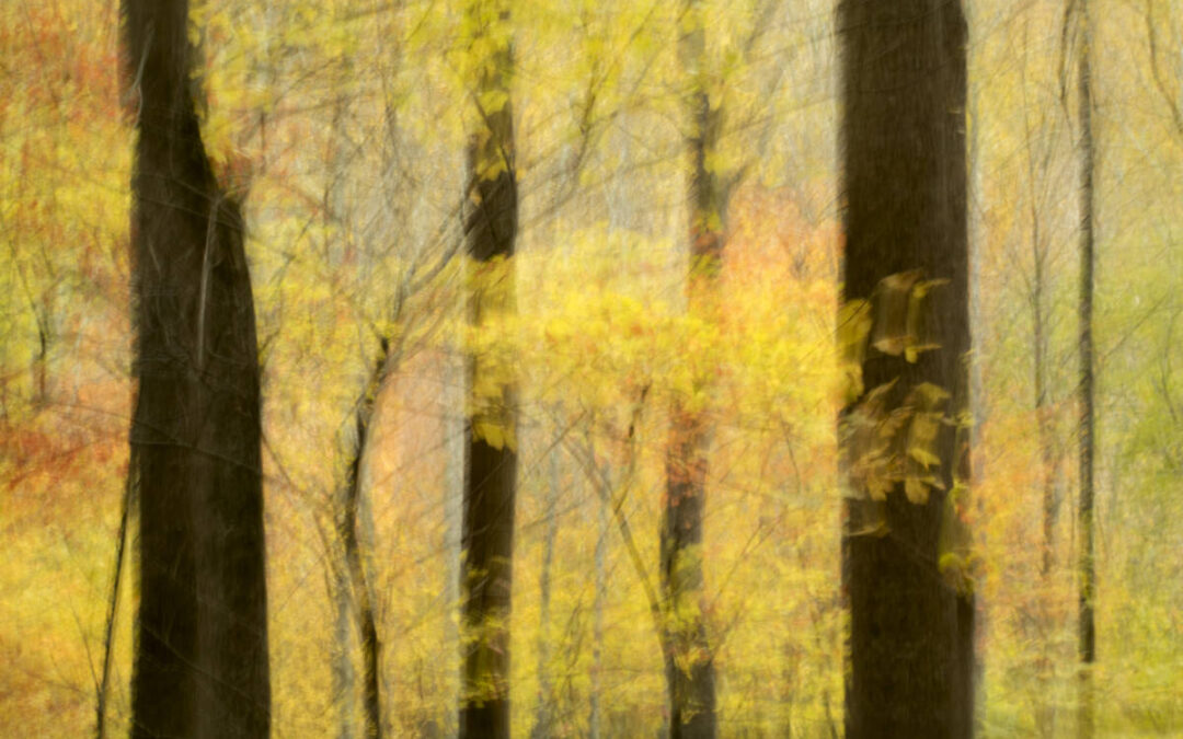 Nature in Abstract by Susana Euston