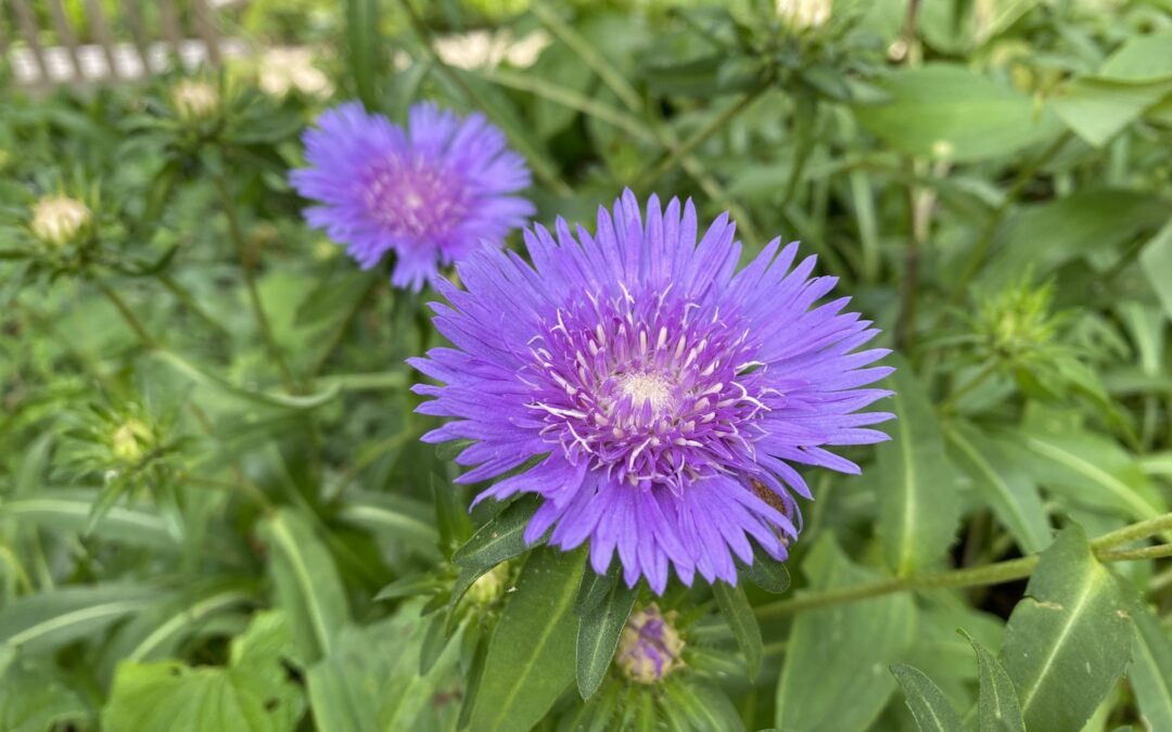 Beginning Botany