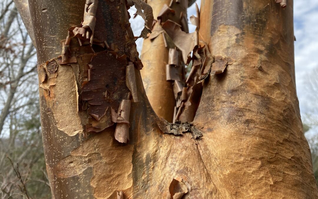 Winter Buds & Bark