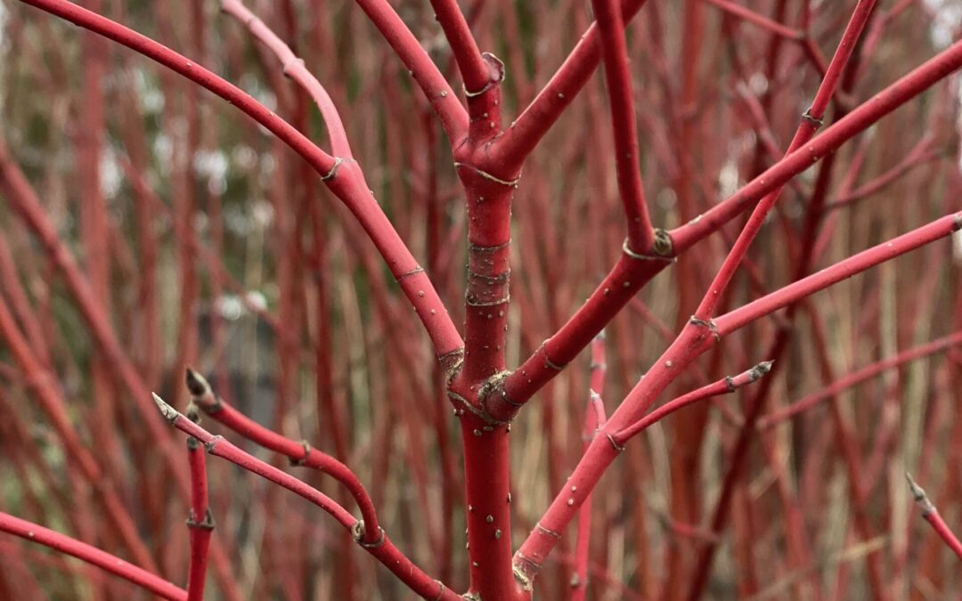 Introduction to Natural Dyes