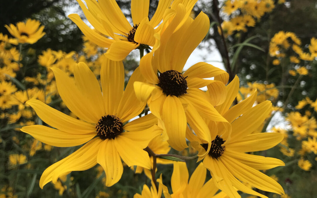 Summer Flora ID