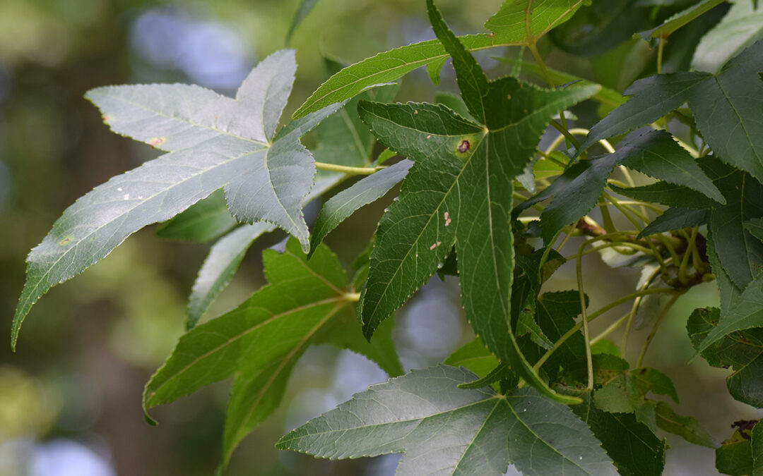 Summer Native Tree Identification
