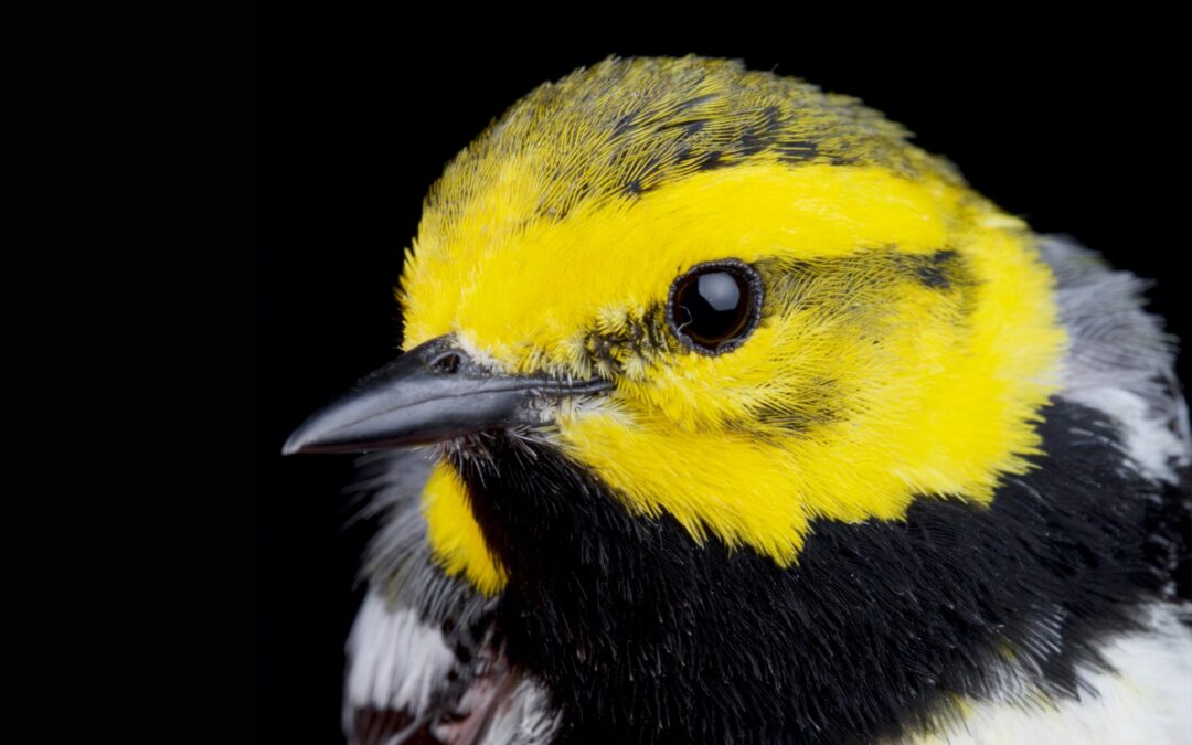 Spring Birding Hike at the Arboretum